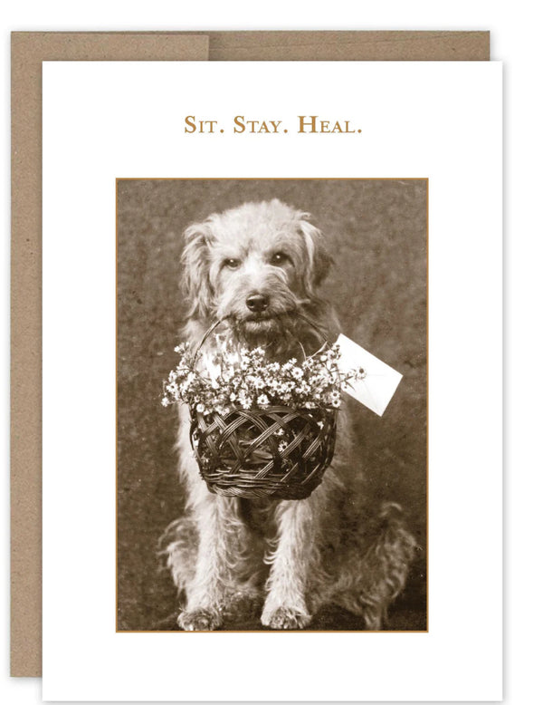 “Sit. Stay. Heal.” Shannon Martin get well card - Jilly's Socks 'n Such