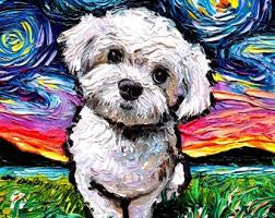 Greeting Card - Starry Night Maltese