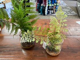 Succulent jar